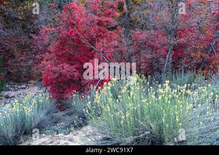 Colorful autumn Big-tooth Maple and Rabbitbrush in Zion National Park, Utah Stock Photo