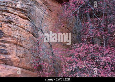 Bigtooth maple in autumn in the Clear Creek section of Zion National Park, Utah Stock Photo