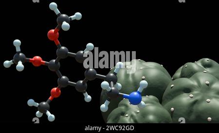 3D rendering depicts a peyote cactus, Lophophora williamsii, and its key psychoactive component, the mescaline molecule. Stock Photo