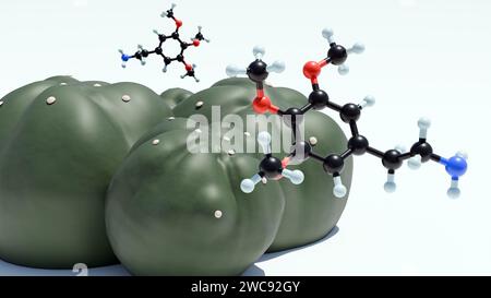 3D rendering depicts a peyote cactus, Lophophora williamsii, and its key psychoactive component, the mescaline molecule. Stock Photo