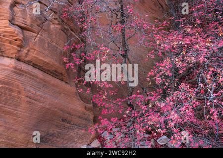 Bigtooth maple in autumn in the Clear Creek section of Zion National Park, Utah Stock Photo