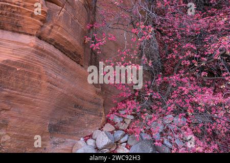 Bigtooth maple in autumn in the Clear Creek section of Zion National Park, Utah Stock Photo