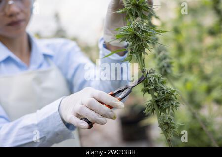 Researchers working in a hemp field,  He's checking plants and doing a quality control, alternative medicine and cannabis sativa production concept Stock Photo