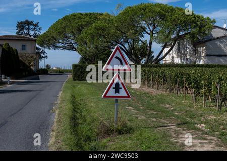 Harvest of grapes in Pomerol village, production of red Bordeaux wine, Merlot or Cabernet Sauvignon grapes on cru class vineyards in Pomerol, Saint-Em Stock Photo