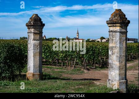 Harvest of grapes in Pomerol village, production of red Bordeaux wine, Merlot or Cabernet Sauvignon grapes on cru class vineyards in Pomerol, Saint-Em Stock Photo