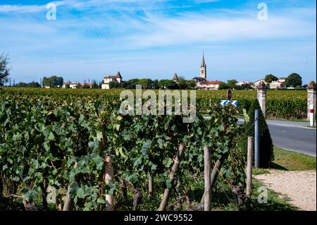 Harvest of grapes in Pomerol village, production of red Bordeaux wine, Merlot or Cabernet Sauvignon grapes on cru class vineyards in Pomerol, Saint-Em Stock Photo