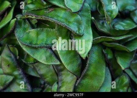 A close-up of a handful of fresh, vibrant green beans Stock Photo