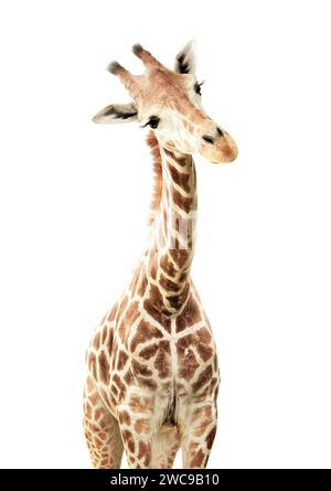 Cute curiosity giraffe. The giraffe looks interested. Animal stares interestedly. Isolated on white background Stock Photo