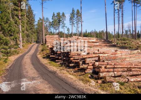 Timber logs by a forest road Stock Photo