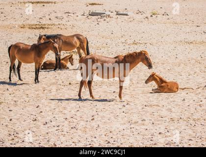 Desert Horses (feral) Breed mix riding horse and cavalry horses German Breeding Released during WWI Garub Plains near Aus Namibia. Stock Photo