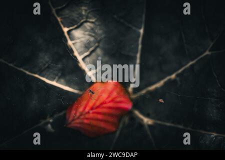A spider above a red maple leaf on a stark black background Stock Photo