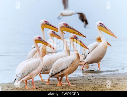 Namibia Swakopmund Walvisbay Pelican Point - Pelican's Stock Photo