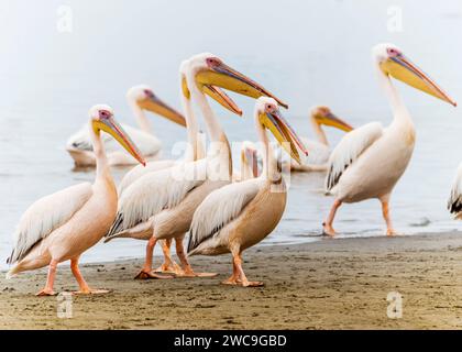 Namibia Swakopmund Walvisbay Pelican Point - Pelican's Stock Photo