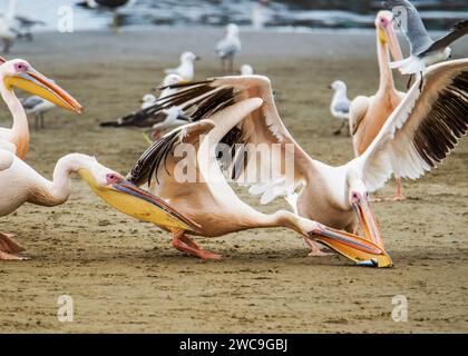 Namibia Swakopmund Walvisbay Pelican Point - Pelican's Stock Photo