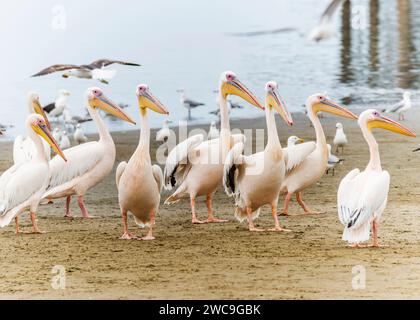 Namibia Swakopmund Walvisbay Pelican Point - Pelican's Stock Photo