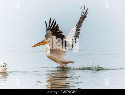 Namibia Swakopmund Walvisbay Pelican Point - Pelican's Stock Photo