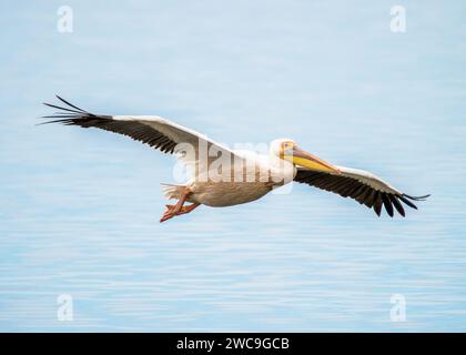 Namibia Swakopmund Walvisbay Pelican Point - Pelican's Stock Photo