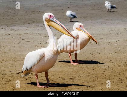 Namibia Swakopmund Walvisbay Pelican Point - Pelican's Stock Photo