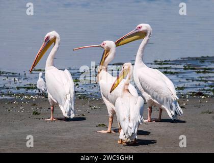 Namibia Swakopmund Walvisbay Pelican Point - Pelican's Stock Photo