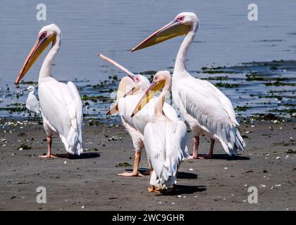 Namibia Swakopmund Walvisbay Pelican Point - Pelican's Stock Photo