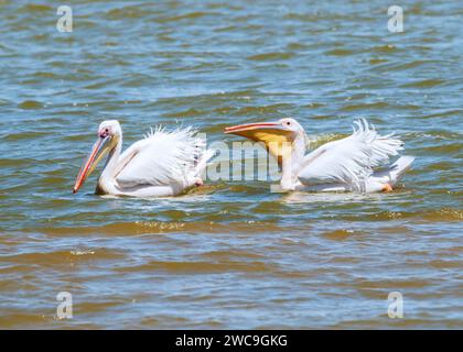 Namibia Swakopmund Walvisbay Pelican Point - Pelican's Stock Photo