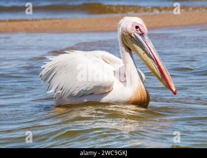 Namibia Swakopmund Walvisbay Pelican Point - Pelican's Stock Photo