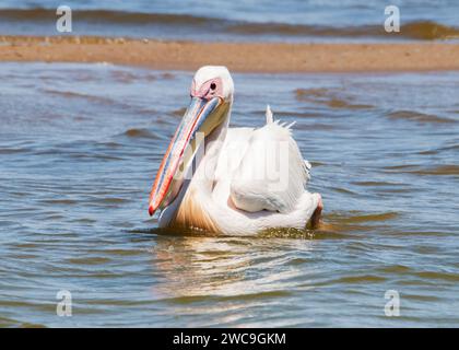 Namibia Swakopmund Walvisbay Pelican Point - Pelican's Stock Photo