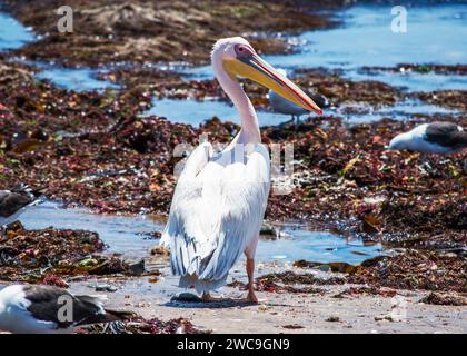 Namibia Swakopmund Walvisbay Pelican Point - Pelican's Stock Photo