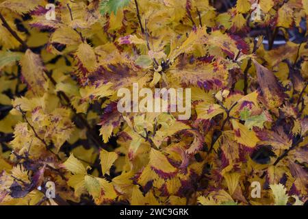 Une image en couleur pouvant servir de texture Stock Photo
