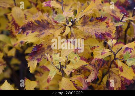 Une image en couleur pouvant servir de texture Stock Photo