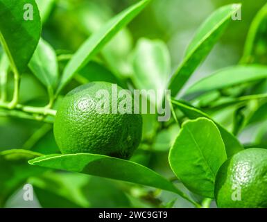 Closeup of organic limes ripening on branch. Lemon tree on farm Stock Photo