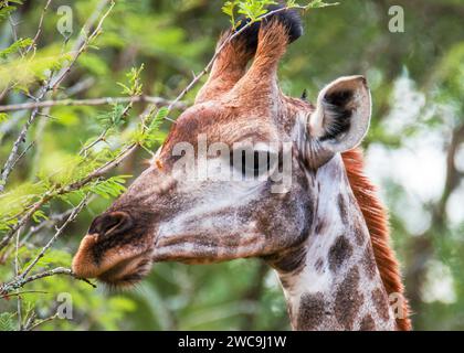 Giraffe Kruger National Park South Africa Stock Photo