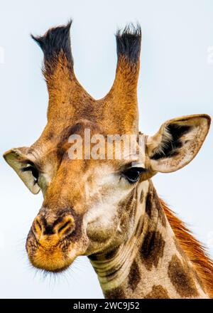 Giraffe Kruger National Park South Africa Stock Photo