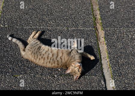 A feral, black and grey, tiger stripe, stray street cat lies on its side and basks in the warm sunshine of a cement sidewalk Stock Photo