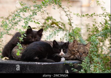 A feral, tiger stripe mother cat and two black kittens rest with watchful eyes among bushes in a Jerusalem garden. Stock Photo