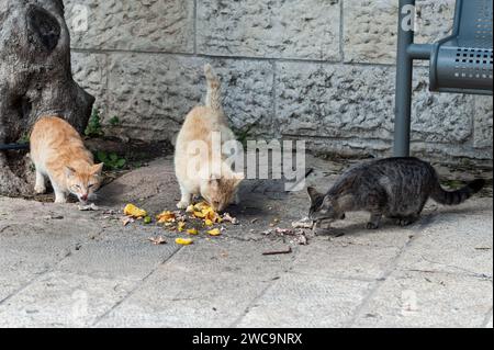 Three feral Jerusalem street cats devour food scraps left as a meal left for them on a dirty sidewalk. Stock Photo