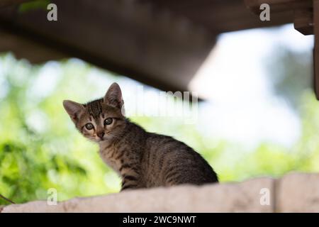 Portrait of a cute and curious, grey and black, tiger stripe kitten sitting high on a stone wall. Stock Photo