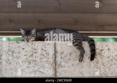 Adult, feral, Jerusalem street cat rests its head on a stone wall during an afternoon siesta. Stock Photo