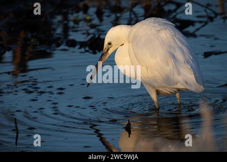 Little Egret (Egretta zargetta) on the River Tay, Perth, Perthshire, Scotland, UK. Stock Photo