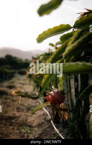 dragon fruit grows on a tree in a plantation, it has one fruit Stock Photo