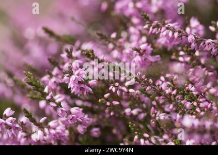 Ling, Heather, Calluna vulgaris, close up of section flowering on heather moorland Co Durham Stock Photo