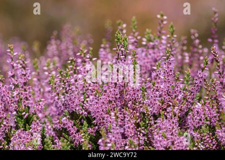 Ling Calluna vulgaris, Heather,  dense undershrub, tall spikes bear small pink flowers, widespread & locally abundant, North Yorkshire Moors, August, Stock Photo