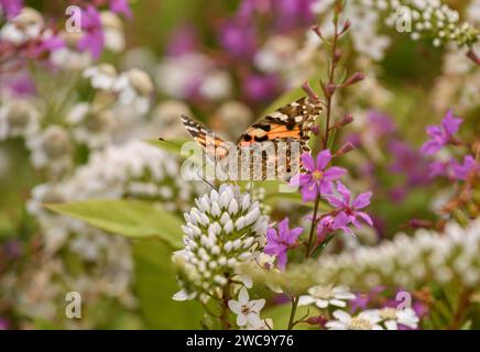 Painted Lady Vanessa cardui, feeding on nectar from flowers in garden border, North Yorkshire, August. Stock Photo