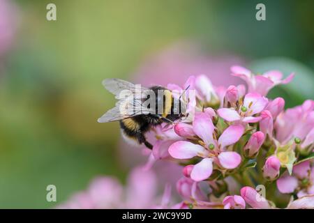 Bumble bee Bombus Terrestris, buff-tailed bumble bee, feeding on flowering shrub in a garden, July Stock Photo