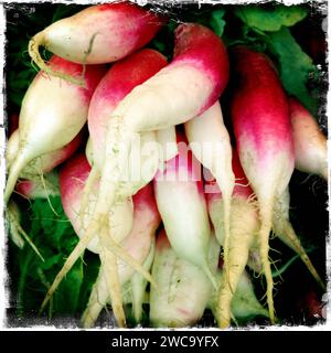Farm Fresh Radishes Stock Photo
