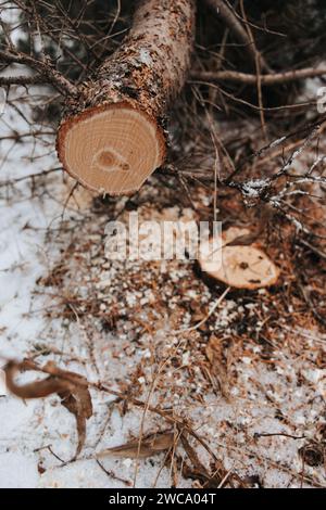 Close-up of christmas tree stump after cutting Stock Photo