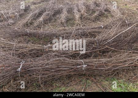 Groups of bundles of cuttings and branches from which cuttings will be obtained to plant new vineyards, Fauglia, Italy Stock Photo