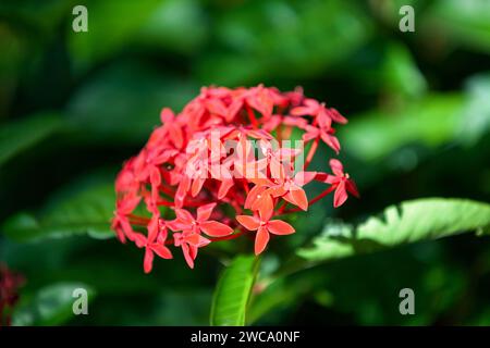 Ixora coccinea (also known as jungle geranium, flame of the woods or jungle flame) is a species of flowering plant in the Rubiaceae family. Stock Photo