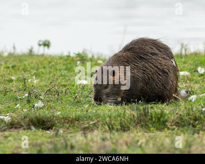 A nutria (Myocastor coypus) walking near water and looking for food (Grado, Italy) Stock Photo