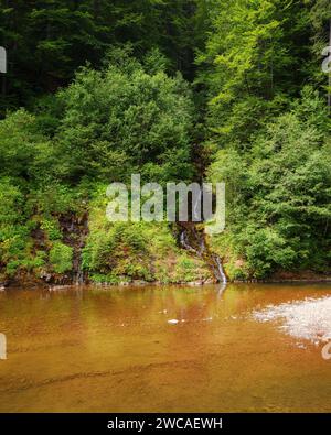 nature landscape with shallow river. forest on the shore. small waterfall among the trees Stock Photo